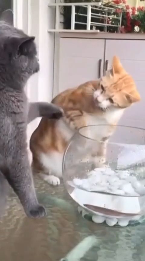 Come On, You'll Scare The Fish. Funny Cat. Funny Pet. Fish. Grey Cat. Orange Cat. Fish Bowl.