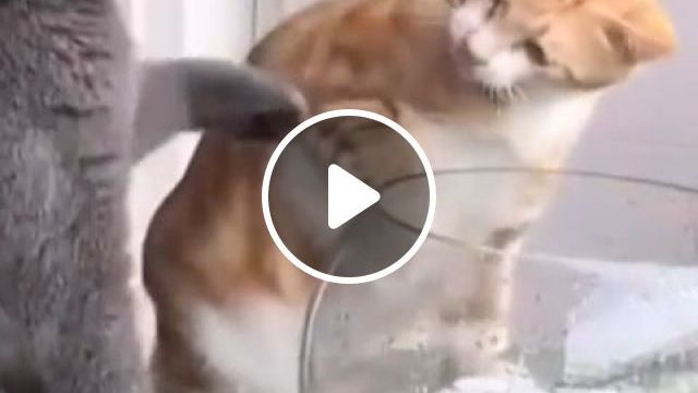 Come On, You'll Scare The Fish. Funny Cat. Funny Pet. Fish. Grey Cat. Orange Cat. Fish Bowl. #0