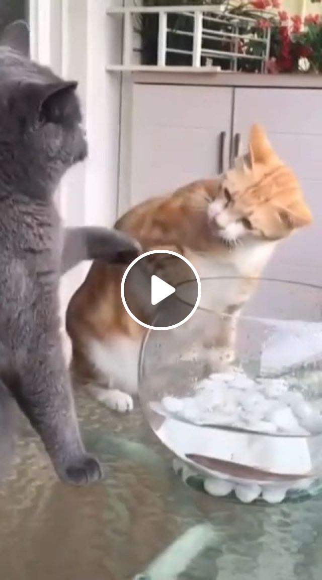 Come On, You'll Scare The Fish. Funny Cat. Funny Pet. Fish. Grey Cat. Orange Cat. Fish Bowl. #1