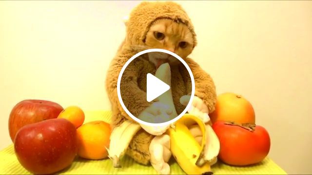 Monkey Likes Bananas, Lol - Video & GIFs | cosplay, cat, monkey, bananas, pet