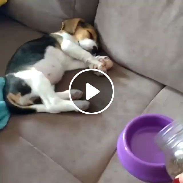 How to wake a gluttonous dog | dog,cutedog,pet,adorable