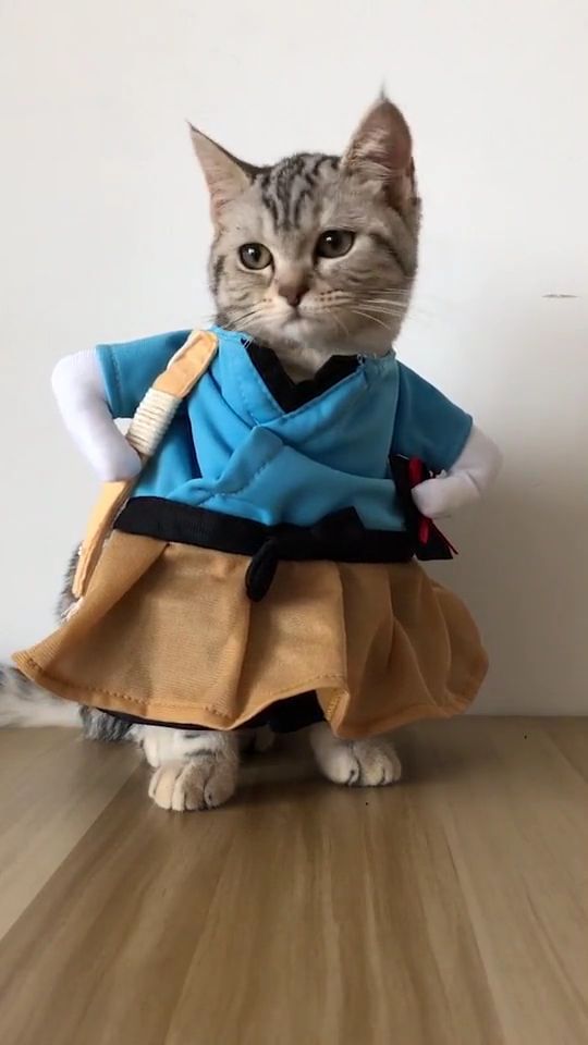 Cat Fashion Show. Cat. Pet. Cutecats. Fashion.