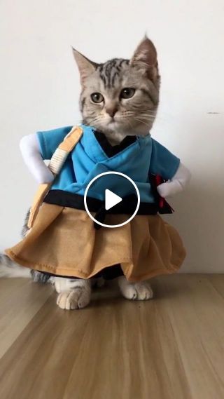 Cat fashion show
