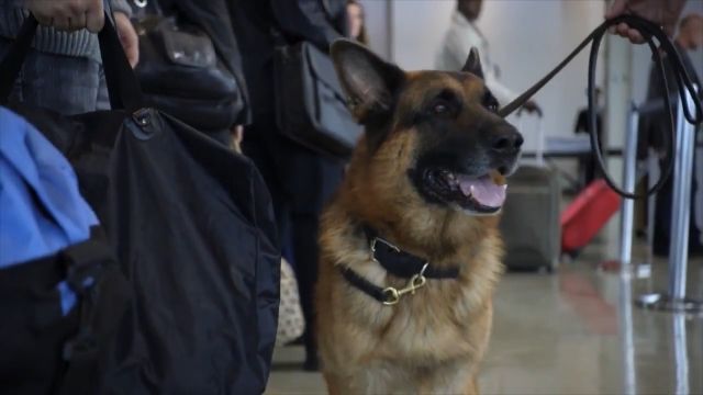Way not to police suspect: calmness, lol, security, airport, luggage, smart dog, crime, funny.