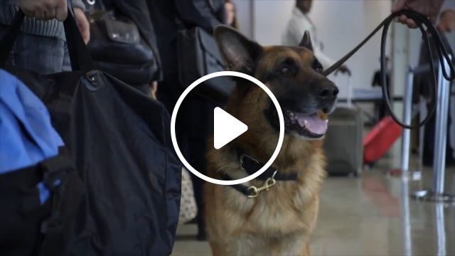 Way not to police suspect: calmness, LOL | security,airport,luggage,smart dog,crime,funny