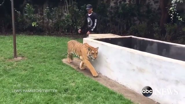 Reckless Guy, Tiger, Reckless, Funny