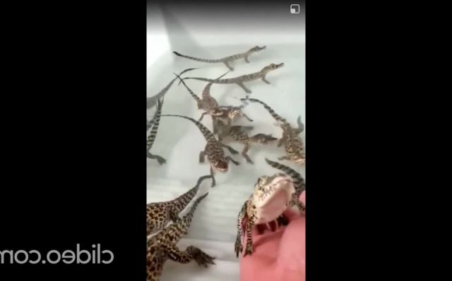 Baby crocodiles sound like a laser battle meme