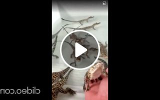 Baby crocodiles sound like a laser battle meme
