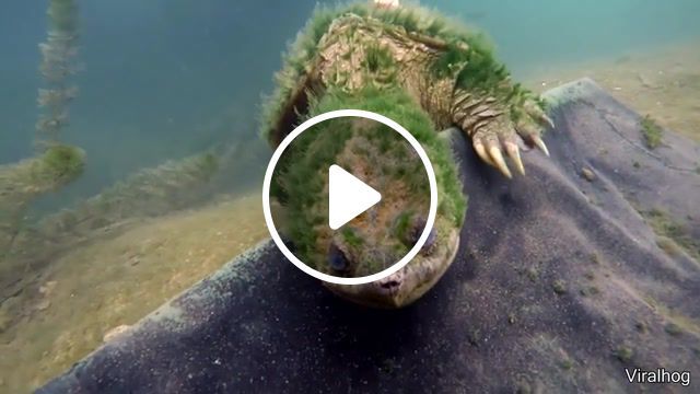 A really old turtle, best vines, funny tik tok, funny, funniest, turtle, old, relax, underwater, mystery, tagsforlikes, rare, miracle, bottom, animals pets. #0