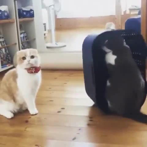 Cat boxing