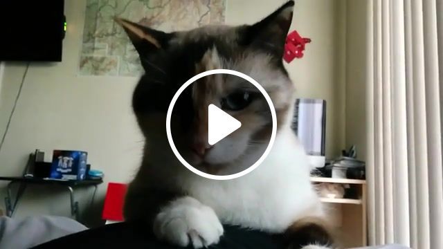 Cat laugh, the cat messed up and gloats, rus, laughter, laughing, laugh, kitty, cat, animals pets. #0