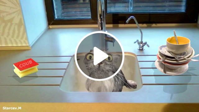 Cat wash, music, scooter, animal, humor, cat, animation, parody, fun, cat wash, animals pets. #0