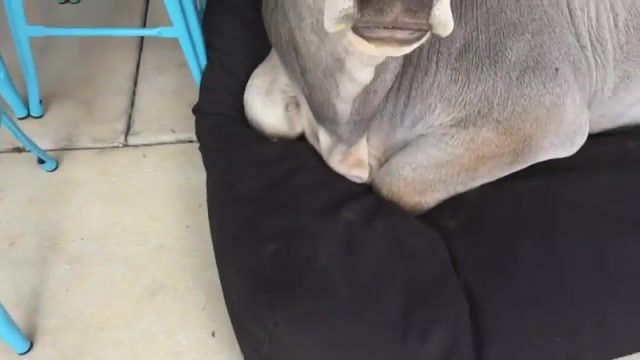 Cow tries to sleep on dog bed, cow sleeps on dog bed, animal, sleep, dog bed, cow, cow tries to sleep on dog bed, interesting, odd news, funny pictures, best, popular, vines, vine, youtube, viral, flicks, picks, daily, daily picks, dailypicksandflicks, animals pets.