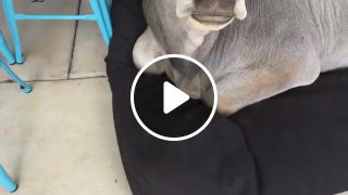 Cow Tries to Sleep on Dog Bed