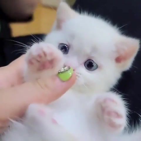 Cutie, cat, cute, kitty, kitten, animal, frad first date, adorable, little, white, fluffy, cutie, pie, top, best, eyes, blue, paws, animals pets.