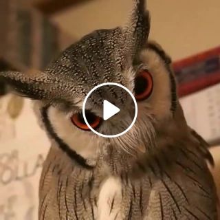 Darth Owl