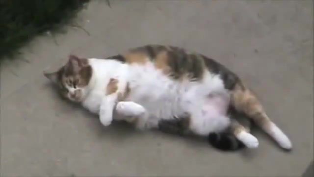 Do something, cat, funny, cat, cute, lazy, trick, hilarious, fart, noise, do, something, kitten, kitty, outdoors, kittens, lol, rofl, viral, attack, show, calico, animals pets.
