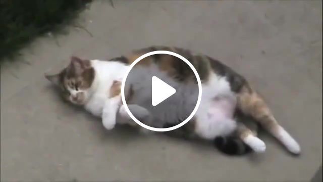 Do something, cat, funny, cat, cute, lazy, trick, hilarious, fart, noise, do, something, kitten, kitty, outdoors, kittens, lol, rofl, viral, attack, show, calico, animals pets. #0