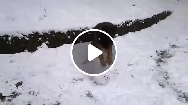 Dog wants to build a snowman, frozen, winter, snow, snowman, funny, dogs, dog, animals pets. #1
