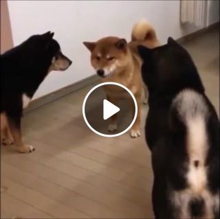 Doge standoff