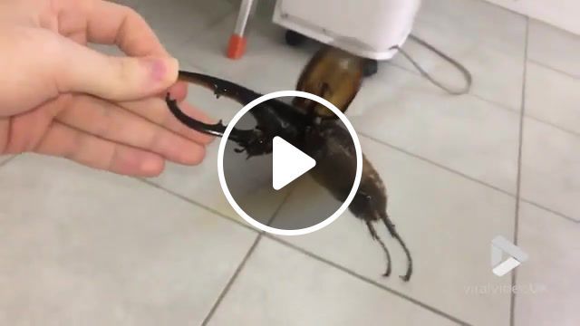 Giant beetle sounds like a jackhammer, viral uk, fly, loud, humming, hum, wings, pets, pet, dynastes hercules, crawly, face, south america, creepy, crawl, giant, insect, beetle, animals pets. #0