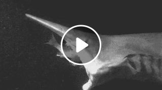 Goblin shark Mitsukurina owstoni and its extendable jaws