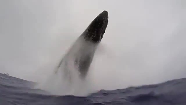 Humpback Whale, Whale, Ocean, Sea, Deep, Dream, Growling, Power, Nature, Rare, Water, Blue, Jump, Animals Pets