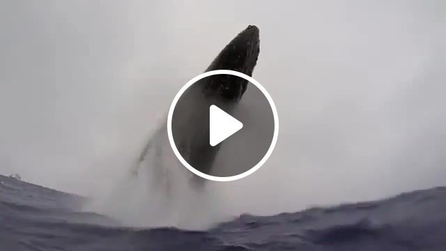 Humpback whale, whale, ocean, sea, deep, dream, growling, power, nature, rare, water, blue, jump, animals pets. #0