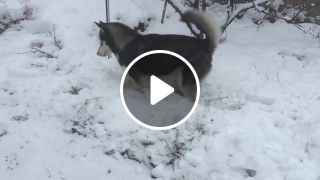 Husky and snow