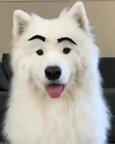 Just brows ing, imgur, dog, cute, eyebrows, angry eyes, cloud, pupper, puppy, doggo, animals pets.