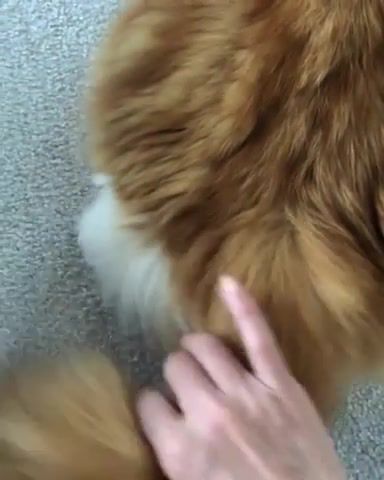 Kitty Toe Beans - Video & GIFs | cat,beans,animals pets