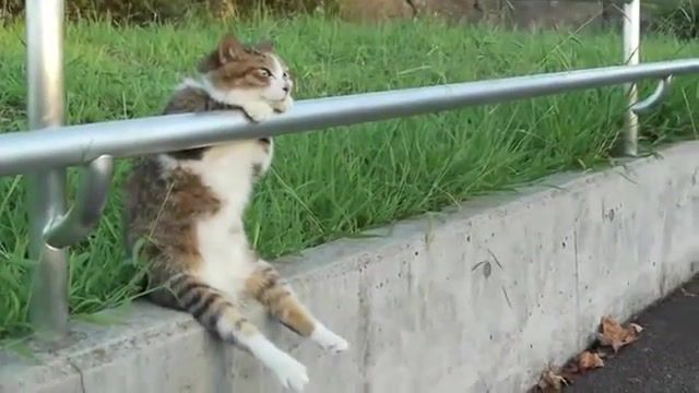 Lonely cat, lonely day, lonely cat, lonely, relaxation, kote, human, like, relaxed, sitting, cat, crazy, goes, funny, strange, mad, playing, laugh, embly.