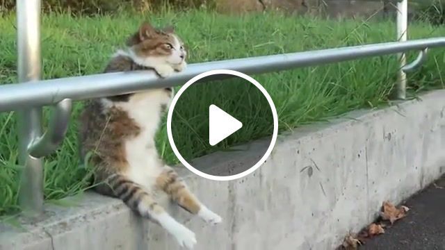 Lonely cat, lonely day, lonely cat, lonely, relaxation, kote, human, like, relaxed, sitting, cat, crazy, goes, funny, strange, mad, playing, laugh, embly. #0