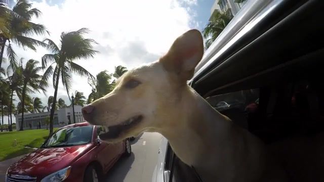 Miami dogs, dogs, dog, gopro, 120fps, hero4, miami, florida, animals pets.