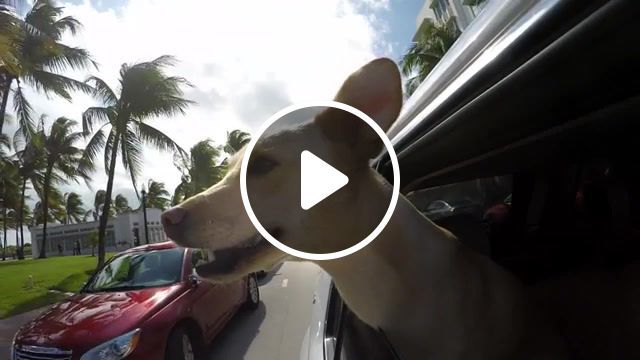 Miami dogs, dogs, dog, gopro, 120fps, hero4, miami, florida, animals pets. #0