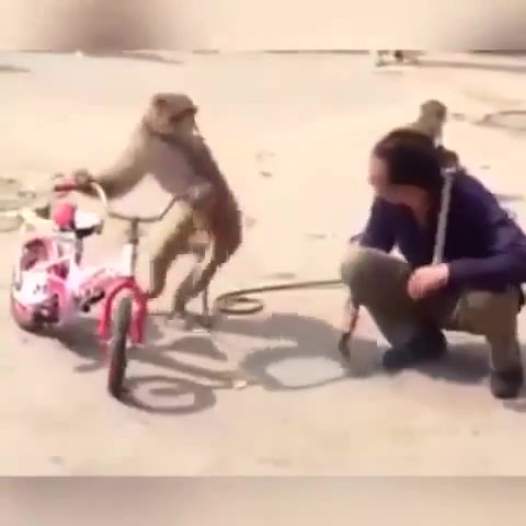 Monkey business, monkey, man, cigarettes, bike, animals pets.