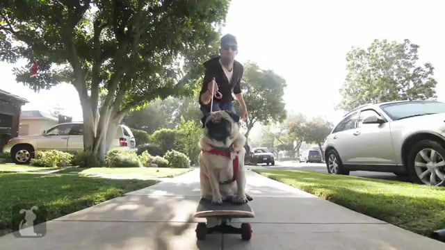 Pug life, pug, pugs, skate, skating, skateboarding, skateboarding dog, pets, dog, animals pets.