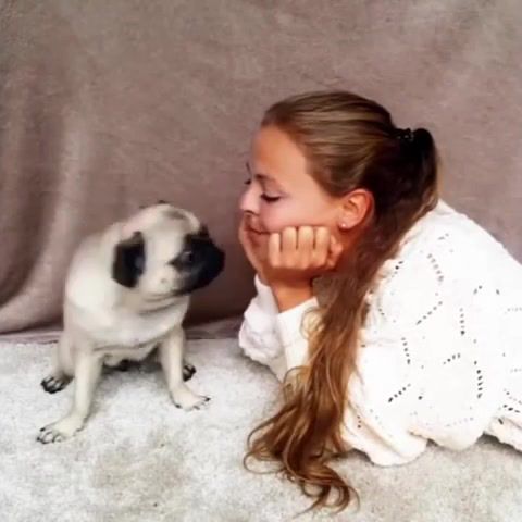 Pug lover - Video & GIFs | dog,pets,pug,kiss,lover,girl,animals pets