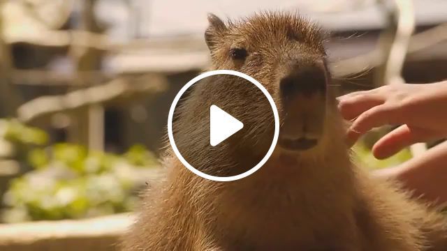 Scratching baby capybara, water pig, animals, animal, japan, park, bio, nagasaki, nagasaki bio park, pet, kapibara, capibara, rodent, carpincho, capybara, animals pets. #0