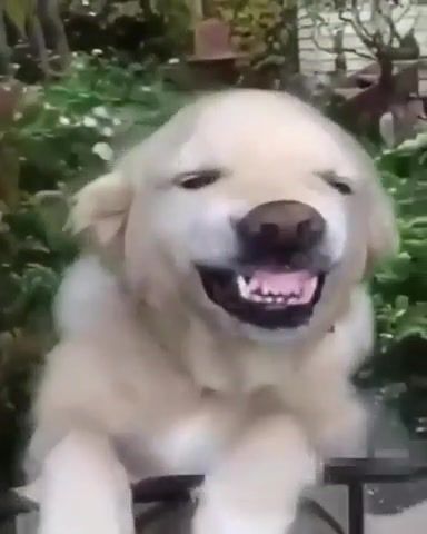 Smile - Video & GIFs | dog,smile,funny,funny animals,meme,funny dog,cute doggie,puppy,a smile will make everyone brighter