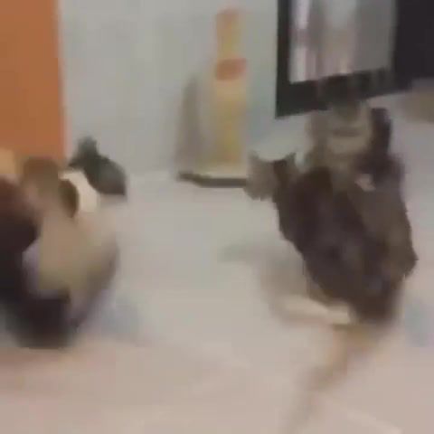 So funny cats watch this amaaaaazing 3, putaclic causes cancer, lost, animals pets.