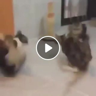 So funny cats watch this amaaaaazing 3