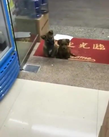 3 stray puppies waiting outside my shop politely everyday, puppies, dogs, pets, animals, cuteanimalshare, animals pets.