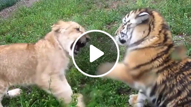 Baby lion and tiger playing, preserve, animal, kowiachobee, cat, africa, nature, safari, toy, lions, wildlife, zoo, animals, playing, lion, tiger, animals pets. #0