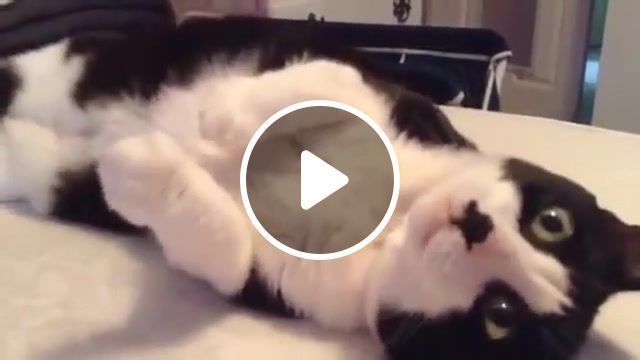 Bad cat, thatpetlife, if you're happy and you know it say meow, cat singing, singing cat, cat sing, cat sings, cute cat, funny, that pet life, singing, meowing, cats, kitten, kitty, cat animal, kittens, meow, cat meow, black and white cat, animals pets. #0