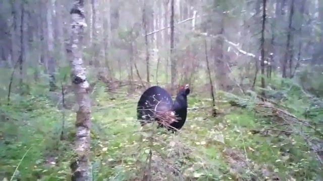 Bird and hunter, wood grouse hunting in autumn, hunter, game of thrones, bird, animals pets.