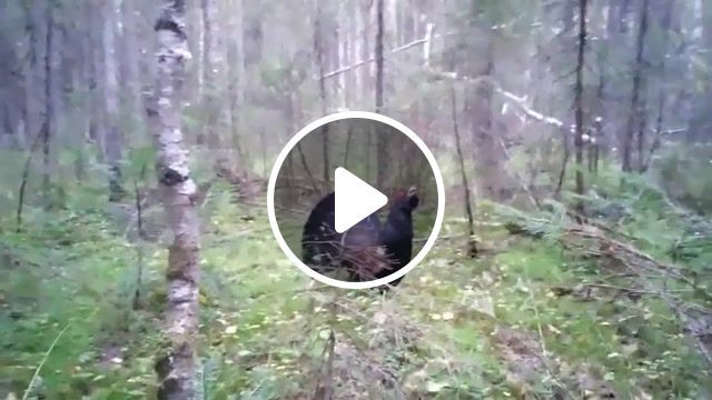 Bird and hunter, wood grouse hunting in autumn, hunter, game of thrones, bird, animals pets. #0