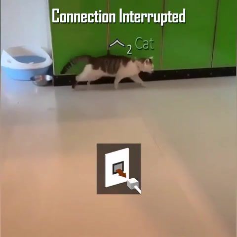 Connection interrupted, cats, cod, call of duty, meme, memes, funny, animals pets.