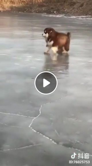 Cute malamute on ice