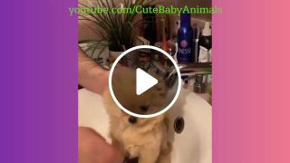 Cute pomeranian puppies Cute baby animals Compilation cute moment of the animals 3